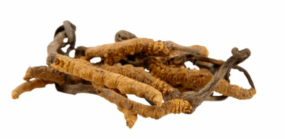 cordyceps gomba a Gluconol-ben